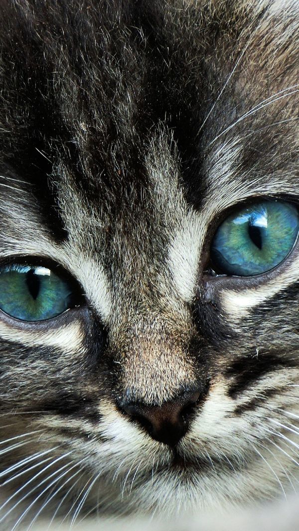 Download Wallpaper Cat, Face, Eyes, Color Sony Xperia - Fond Ecran Chat Samsung - HD Wallpaper 