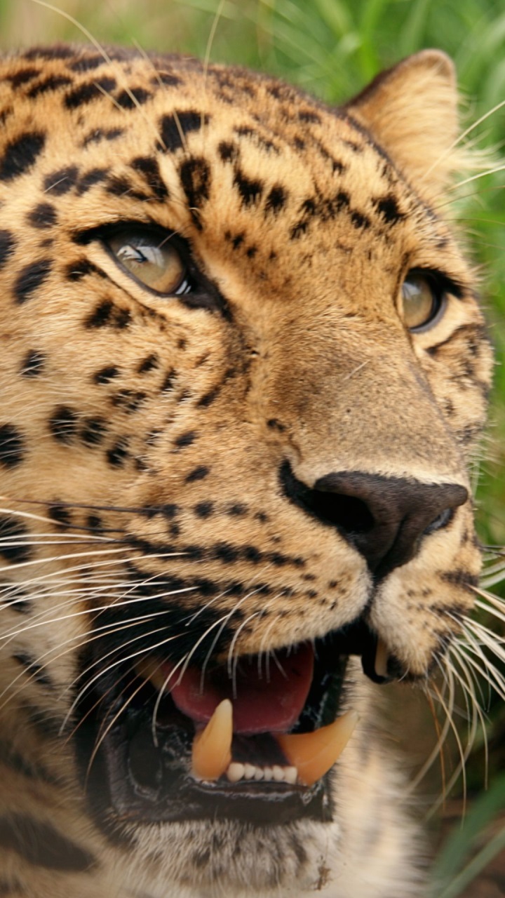 Sony Xperia Z1 Compact Wallpaper №4 - Computer Monitor - HD Wallpaper 