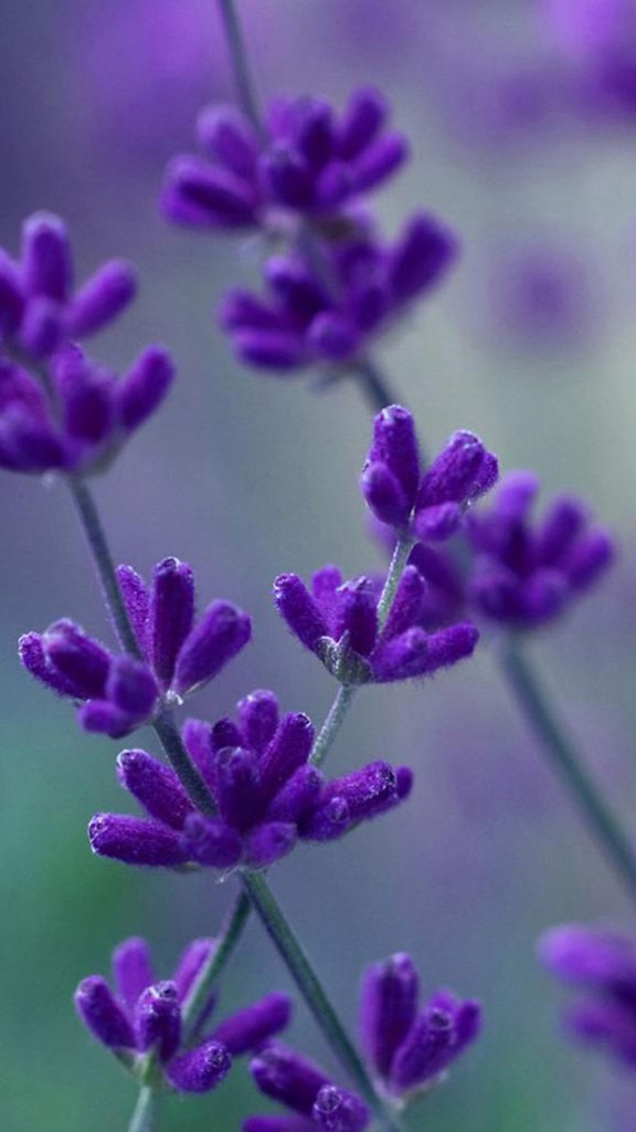 Flower Sony Xperia Z2 Wallpapers 329 576x1024 Wallpaper Teahub Io Flower Sony Xperia Z2 Wallpapers 329 576x1024 Wallpaper Teahub Io