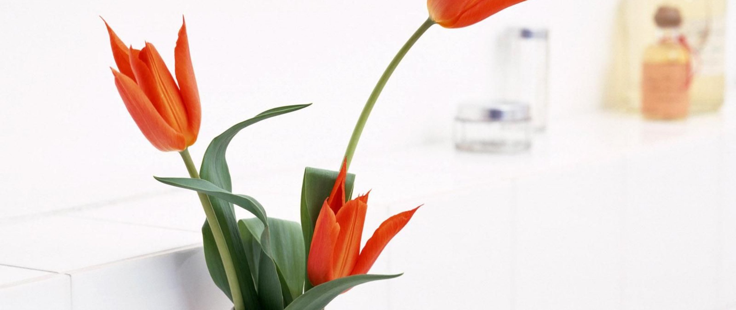 Wallpaper - HD Wallpaper 