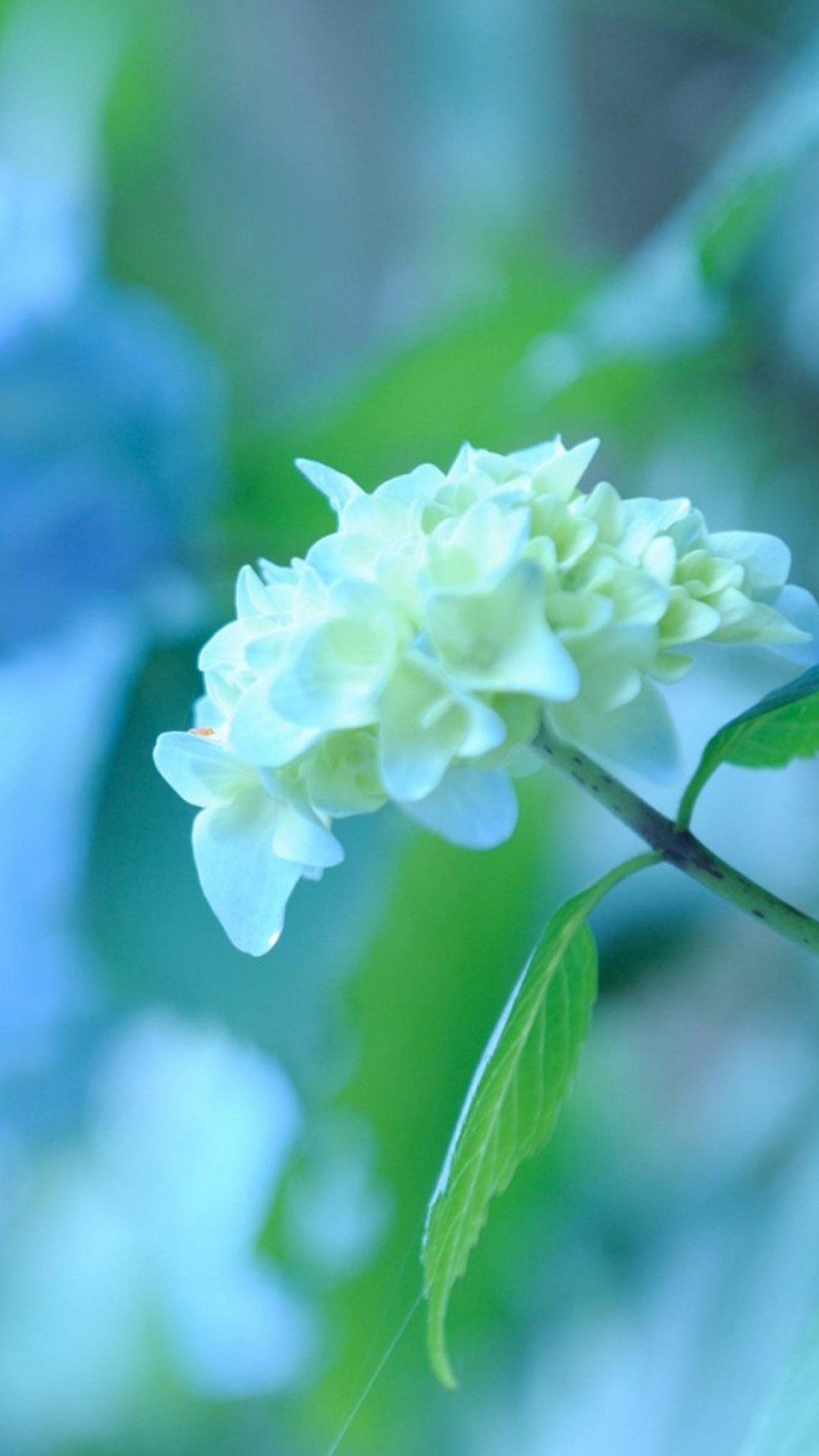 White Hydrangea Wallpapers - 1080x1920 Wallpaper - teahub.io