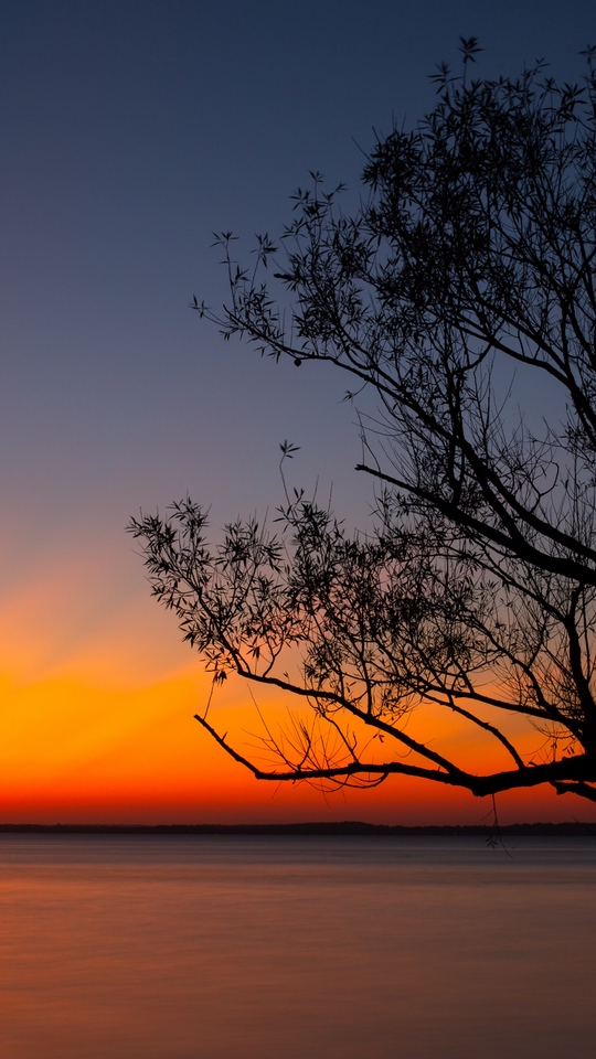 Wallpaper Tree, Sunset, Dark, Horizon, Dusk - Dark Sunset Background - HD Wallpaper 