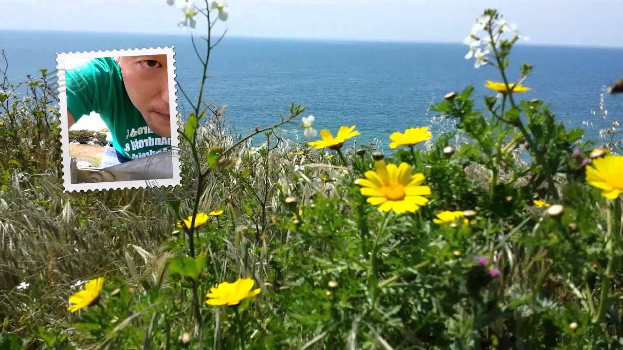 Field Marigold - HD Wallpaper 