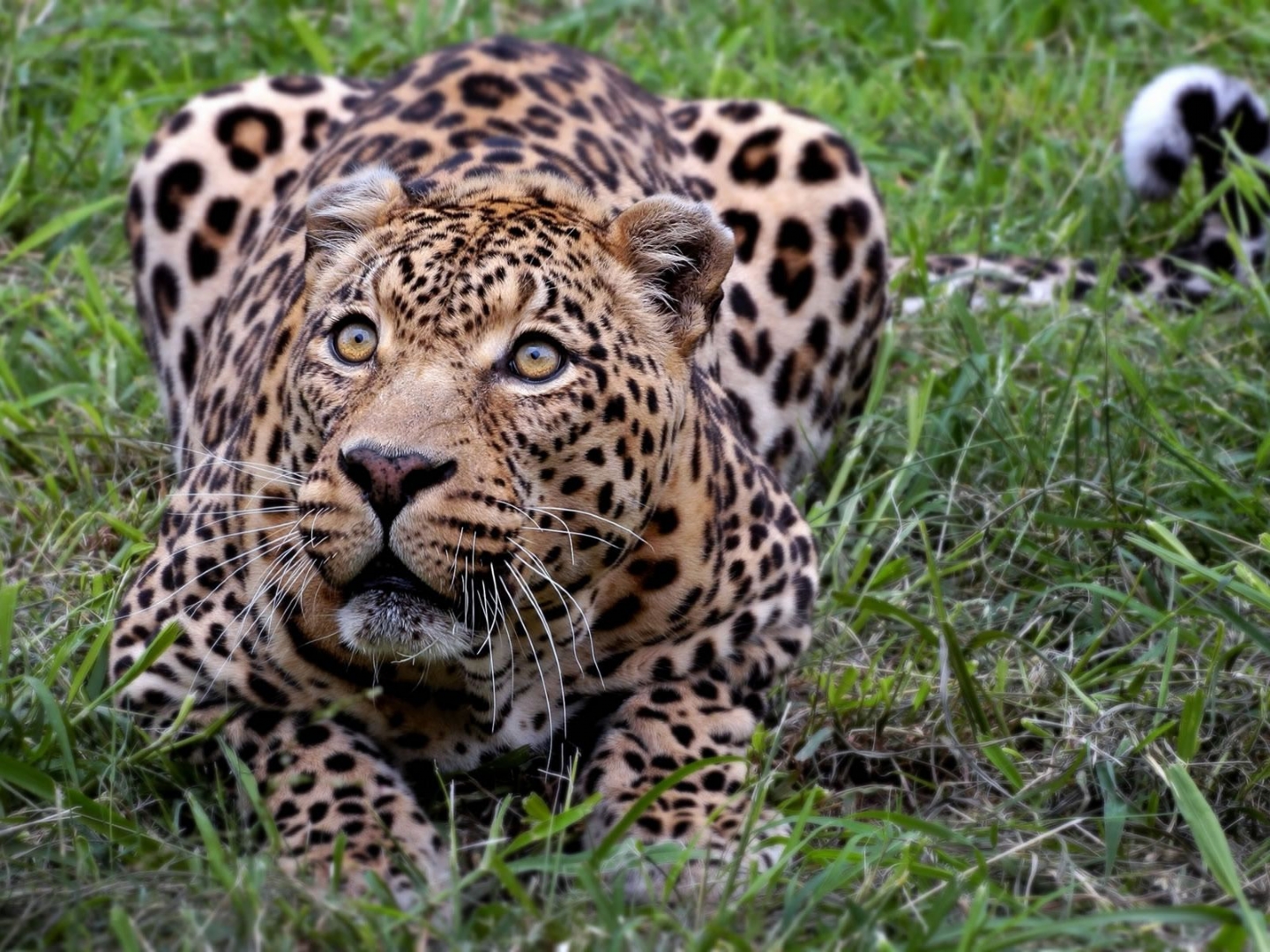 Leopard - HD Wallpaper 