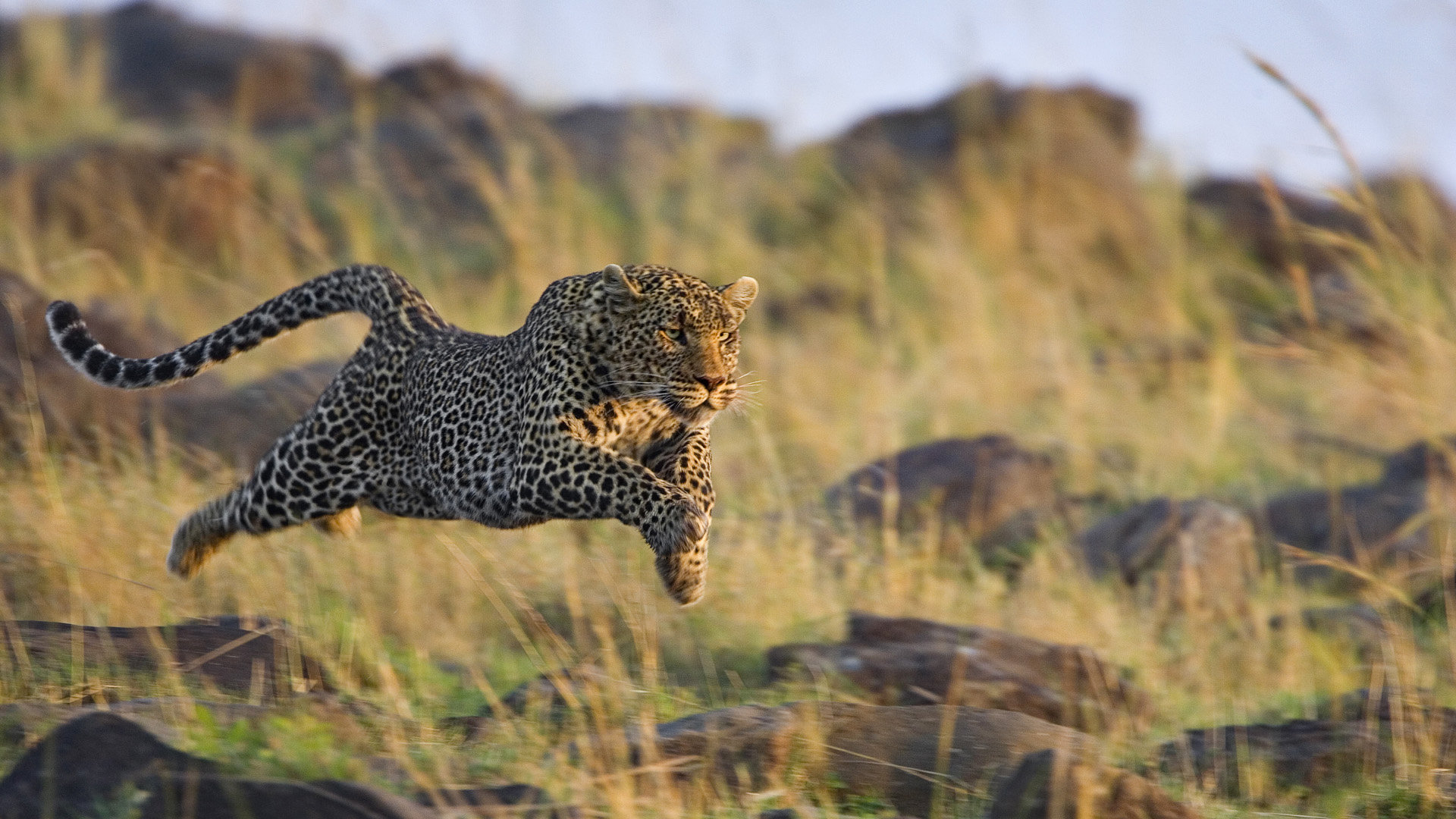 Awesome Leopard Free Wallpaper Id - Running Cheetah - HD Wallpaper 