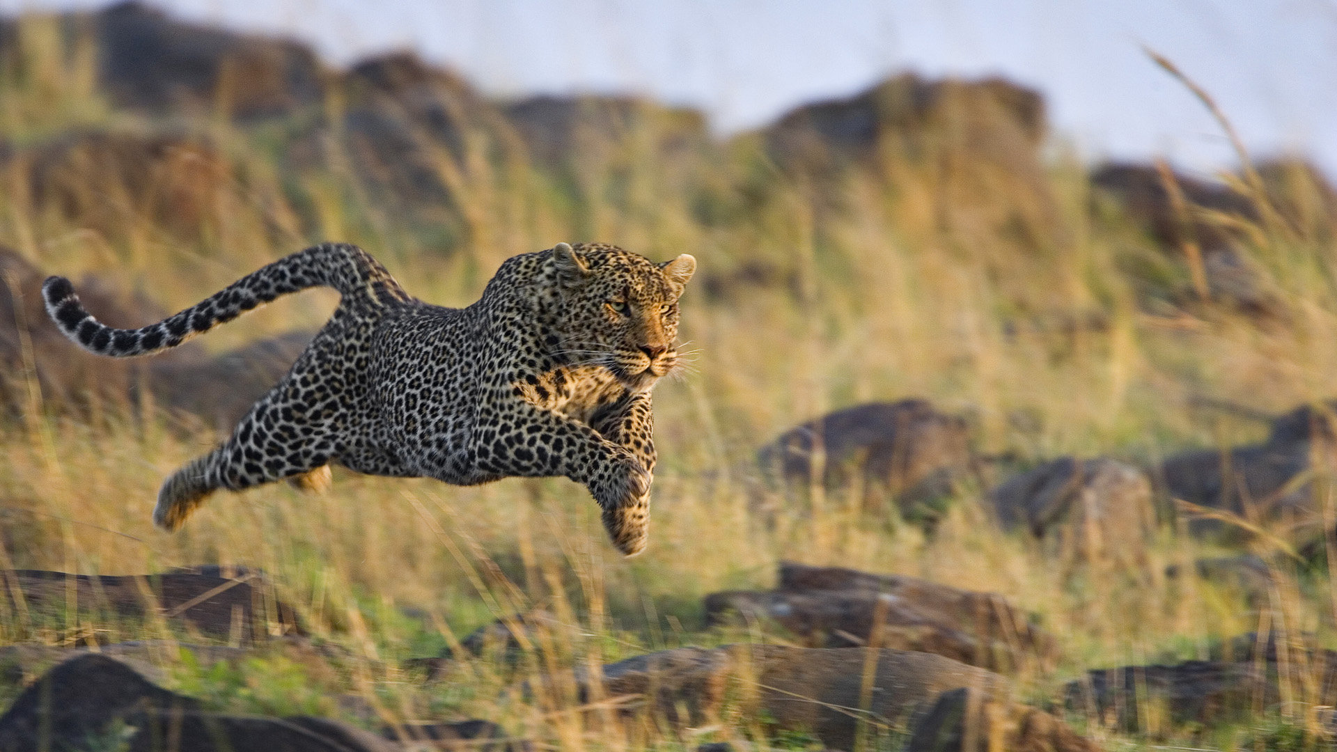 Awesome Leopard Free Wallpaper Id Running Cheetah 19x1080 Wallpaper Teahub Io