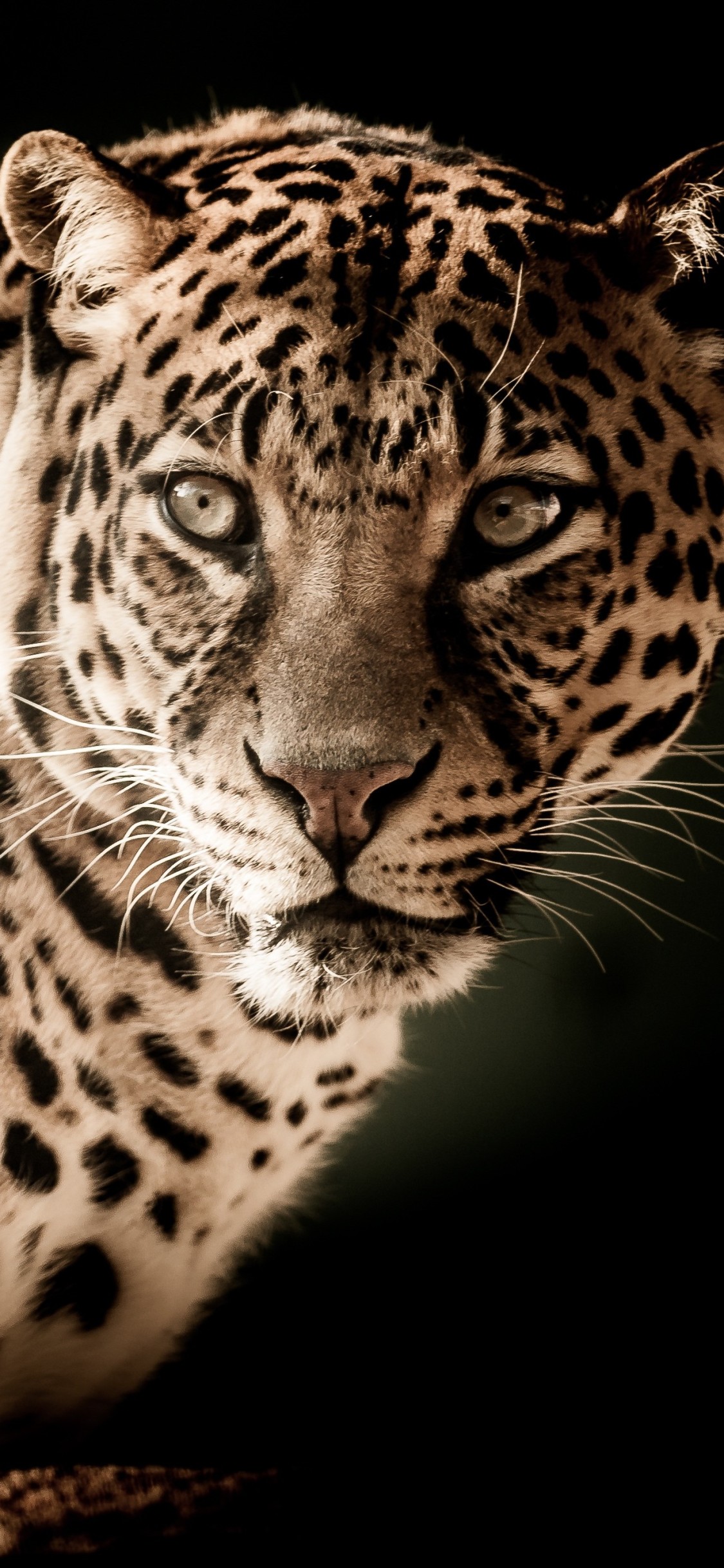 Leopard Portrait - HD Wallpaper 