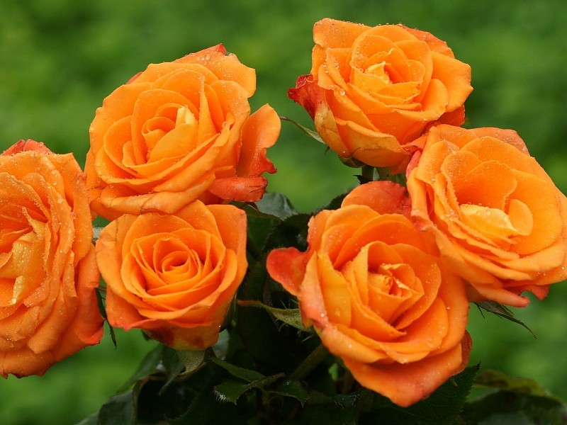 Naranja Rosas Wallpaper Fondo De Pantalla - Rose Day Rose In Every Colour - HD Wallpaper 