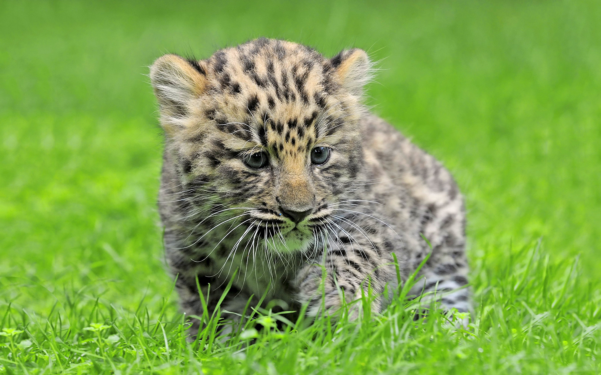 ⇒ Cute Amur Leopard Wallpapers - HD Wallpaper 