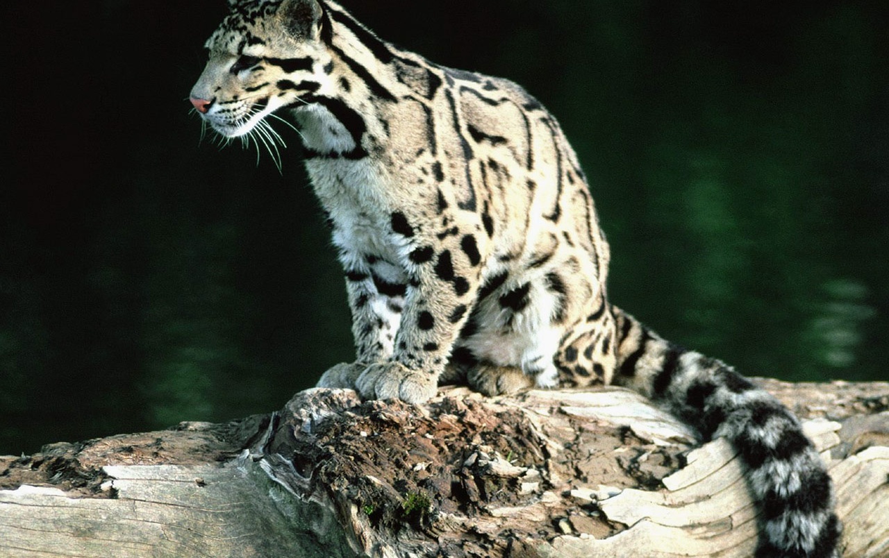 Clouded Leopard Wallpapers - Clouded Leopard Walpaper - HD Wallpaper 