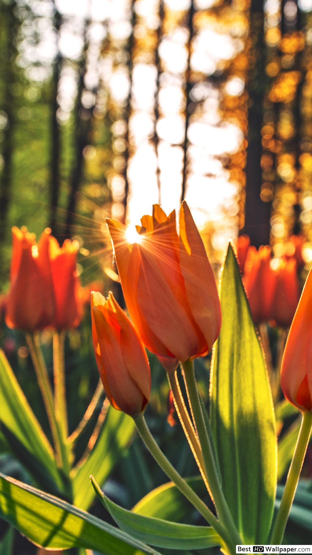 Top 48+ imagen tulipanes fondo de pantalla celular 