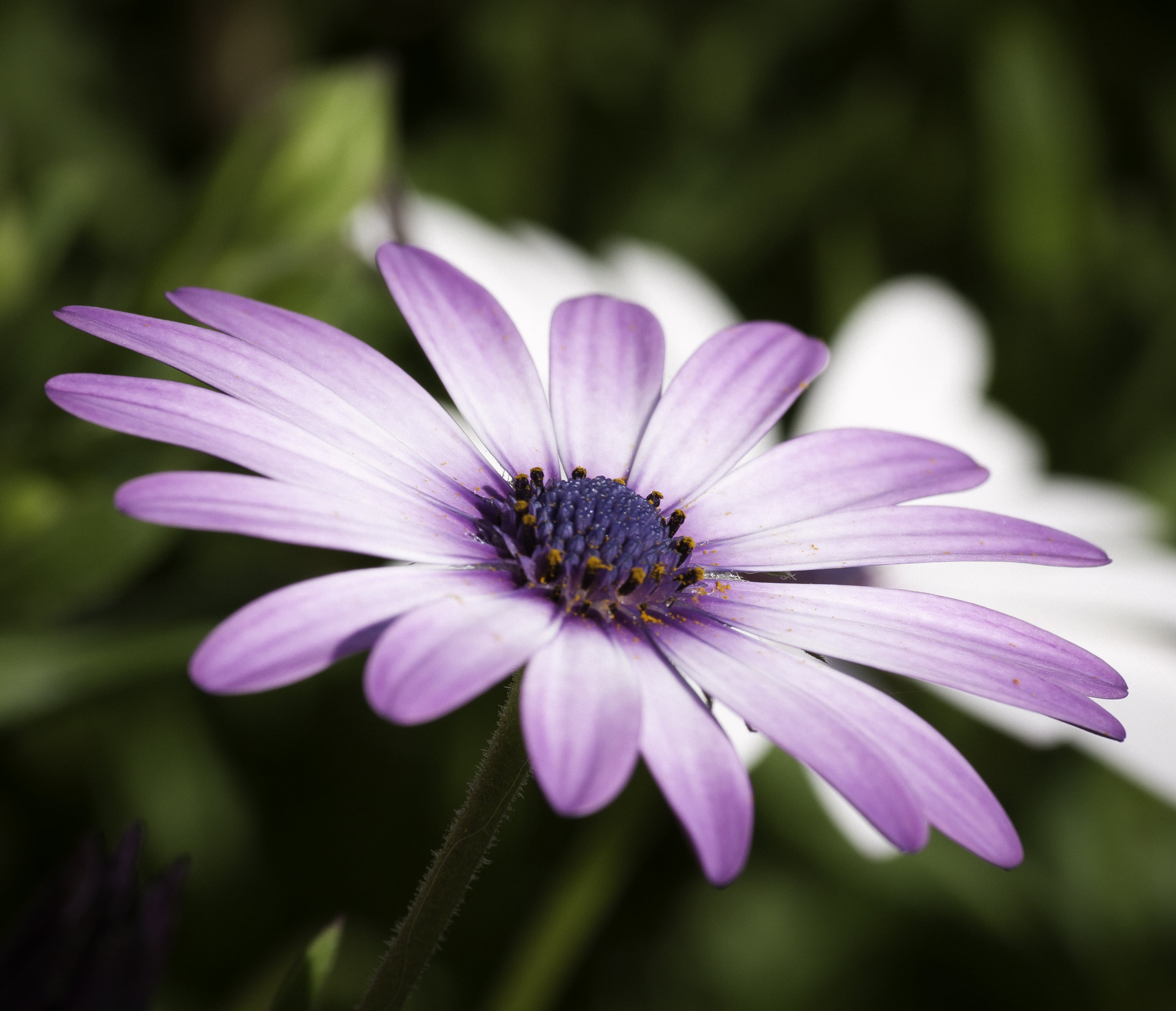 African Daisy - 2993x2573 Wallpaper - teahub.io