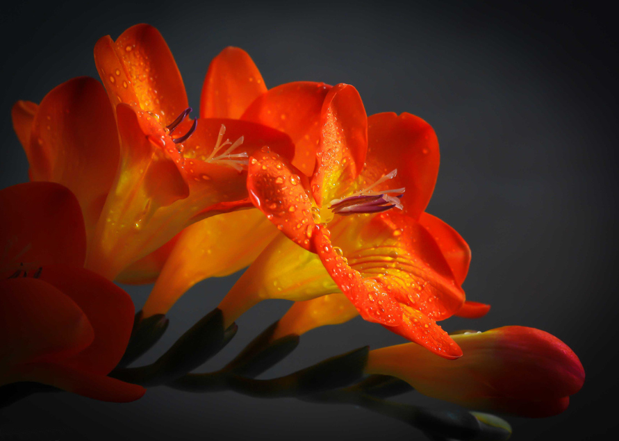 Flores De Color Naranja Hermosas - HD Wallpaper 