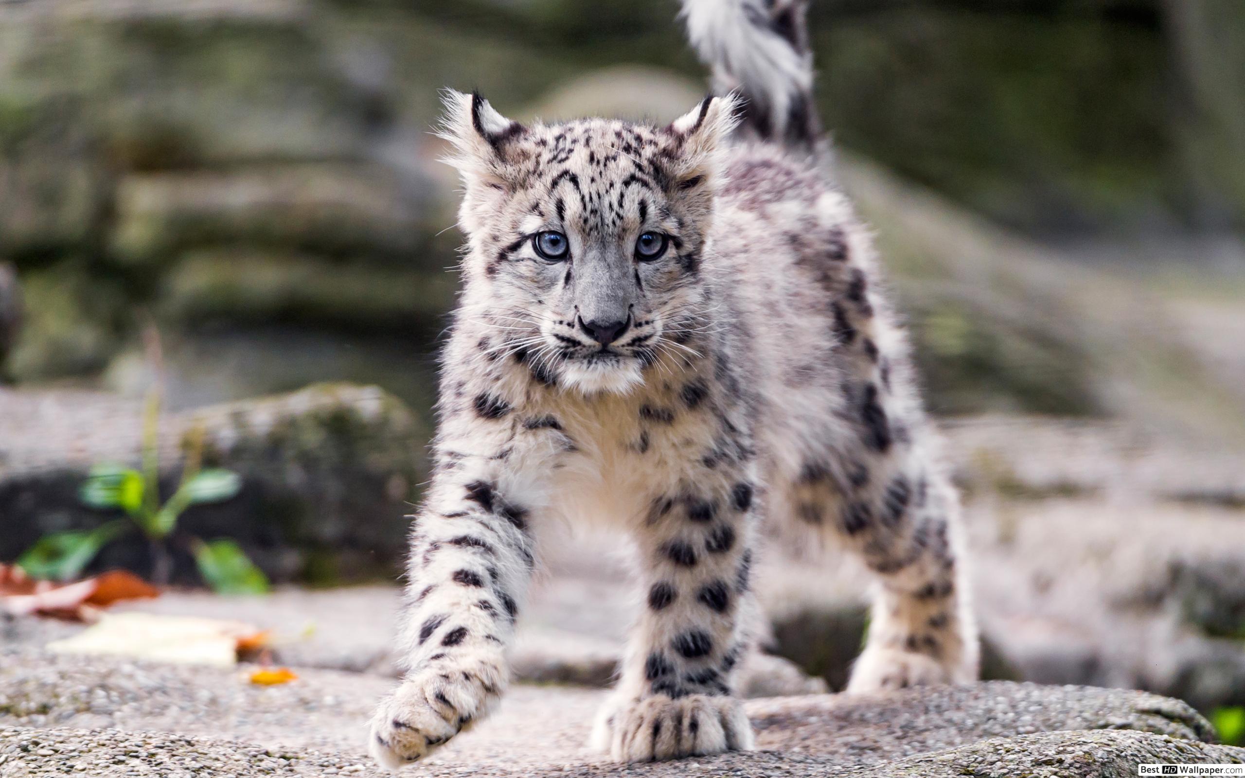Snow Leopard Cubs Walking - HD Wallpaper 