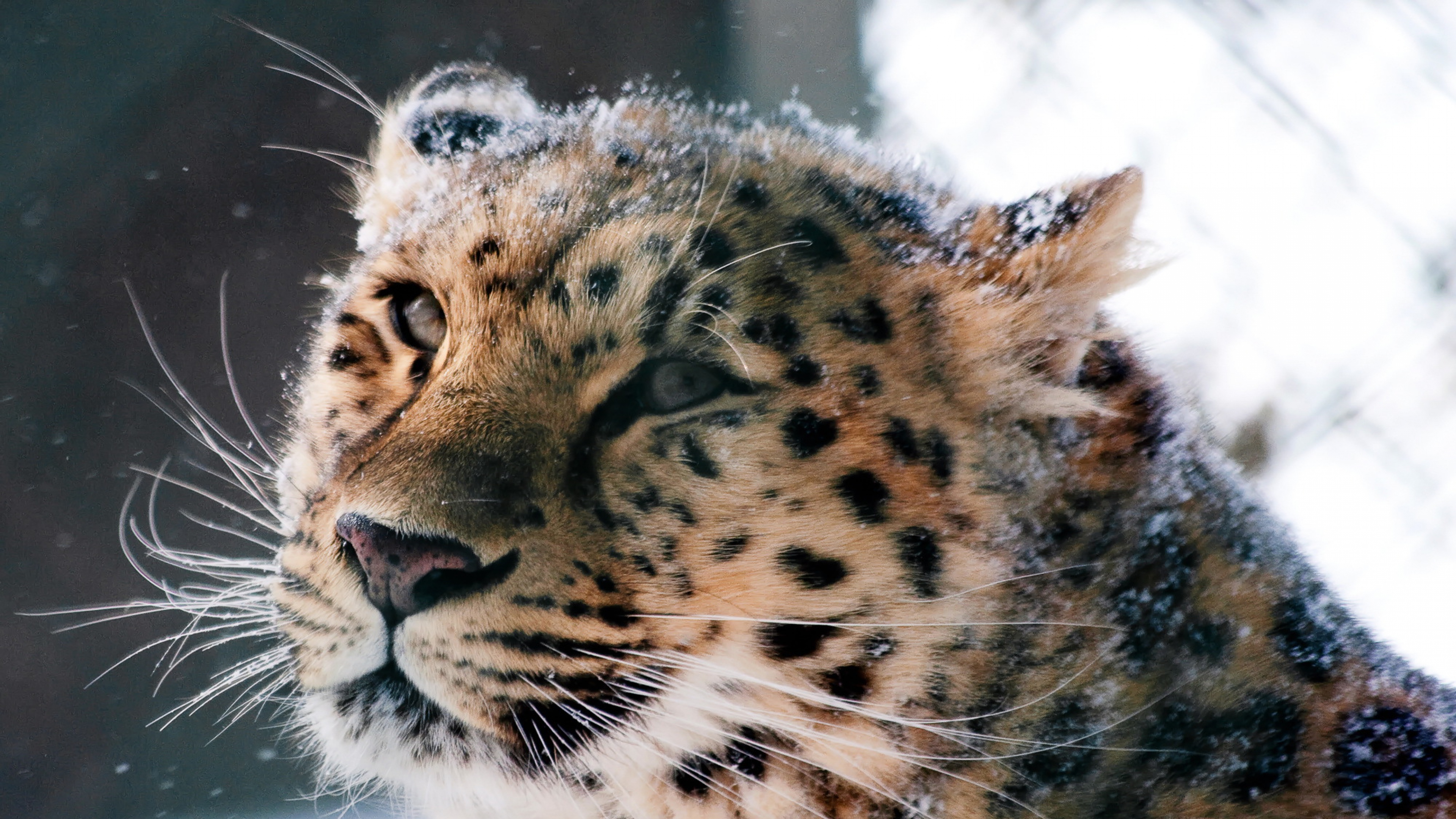 Leopardo Amur 4k - HD Wallpaper 