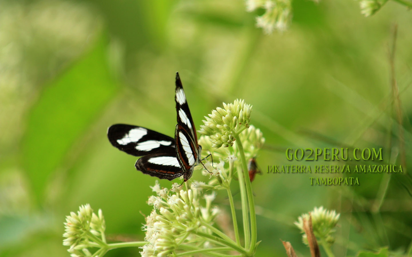Fondos De Pantalla Con Naturaleza - HD Wallpaper 