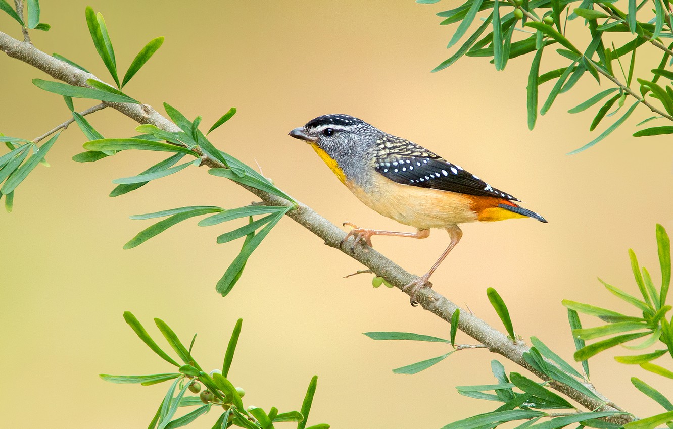Photo Wallpaper Branch, Feathers, Australia, Tail, - Silvereye - HD Wallpaper 