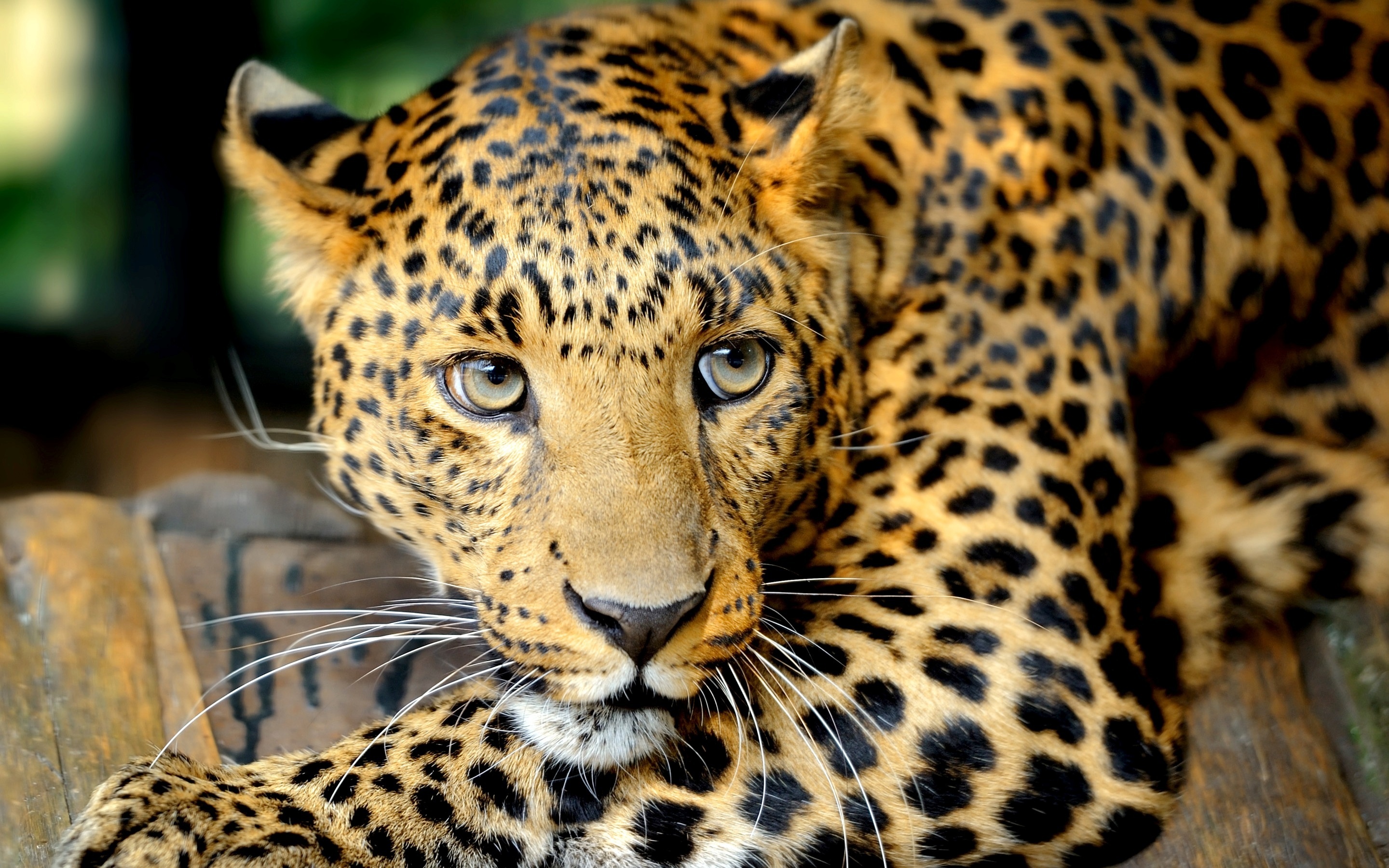 Wallpapers For Leopard Hd ⇔ Resolution - HD Wallpaper 