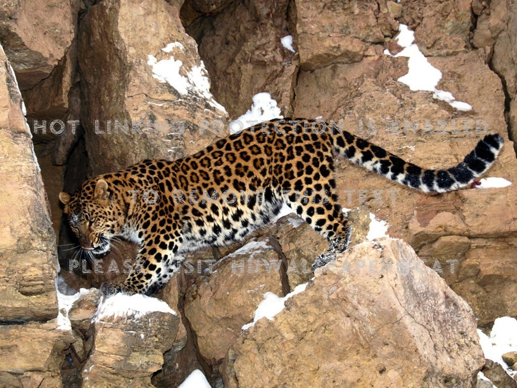 Leopard Cave Panther Animal Puma Leopardo - Amur Leopard High Resolution - HD Wallpaper 