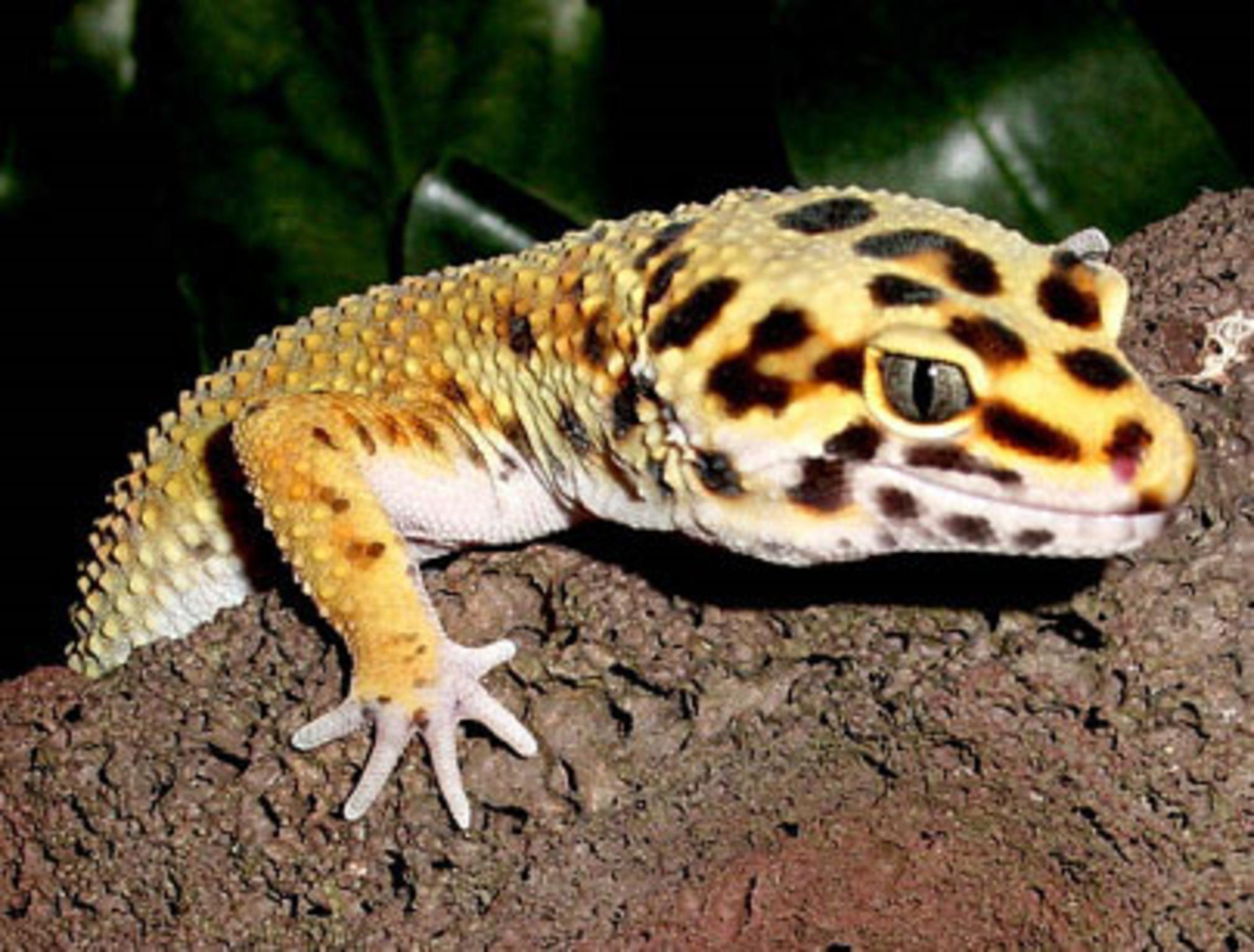 Amazing Leopard Gecko Pictures & Backgrounds - Gecko Wallpaper Hd - HD Wallpaper 
