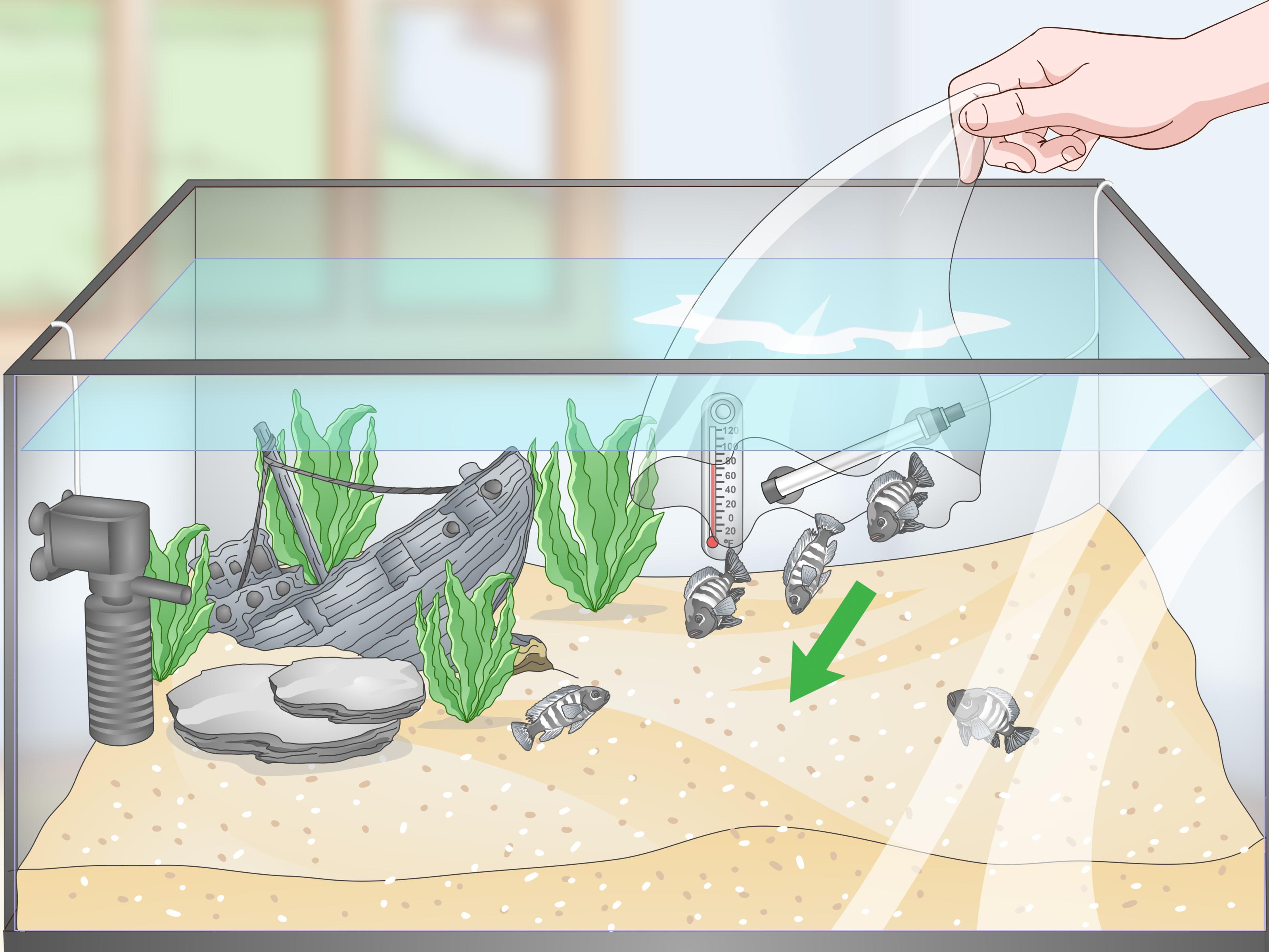 Image Titled Set Up A Tropical Freshwater Aquarium - Tropical Freshwater Fish Tank - HD Wallpaper 