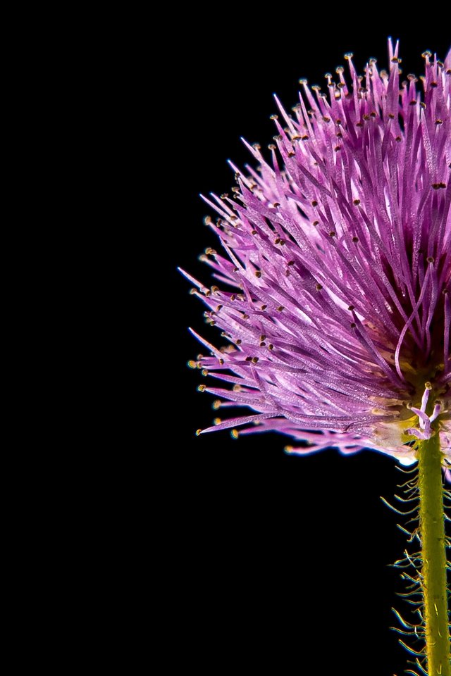 Small Flower, Flower, Macro - Psalm 145 17 Kjv - HD Wallpaper 