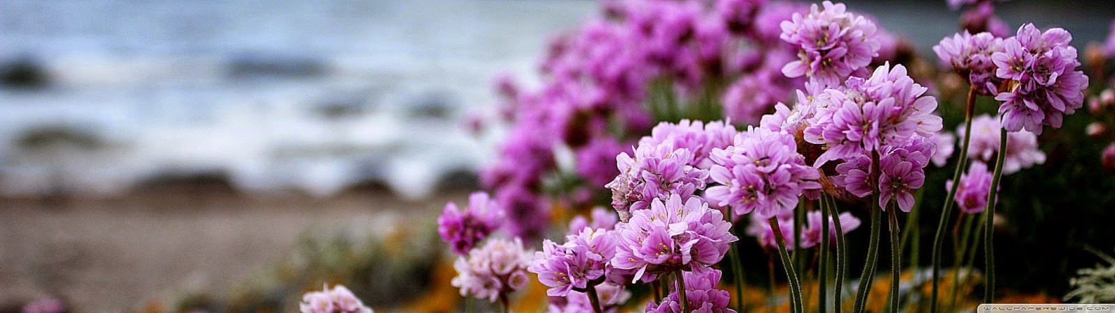 Pink Small Flowers On The Beach Hd Desktop Wallpaper - همه گویند به امید ظهورش صلوات - HD Wallpaper 