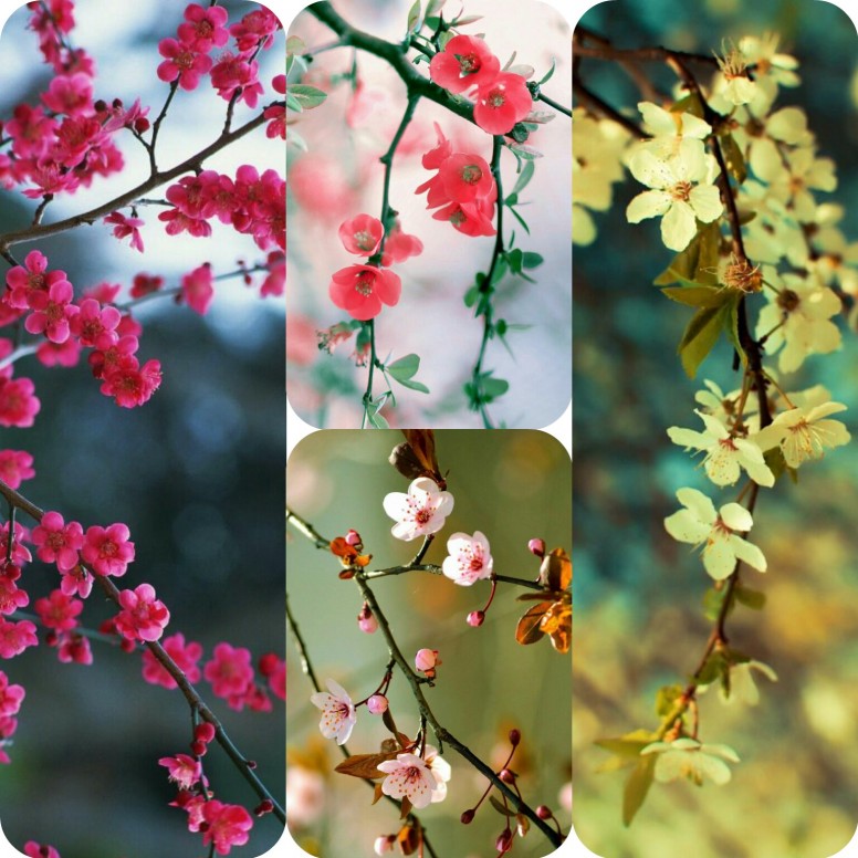 Cherry Blossom - HD Wallpaper 