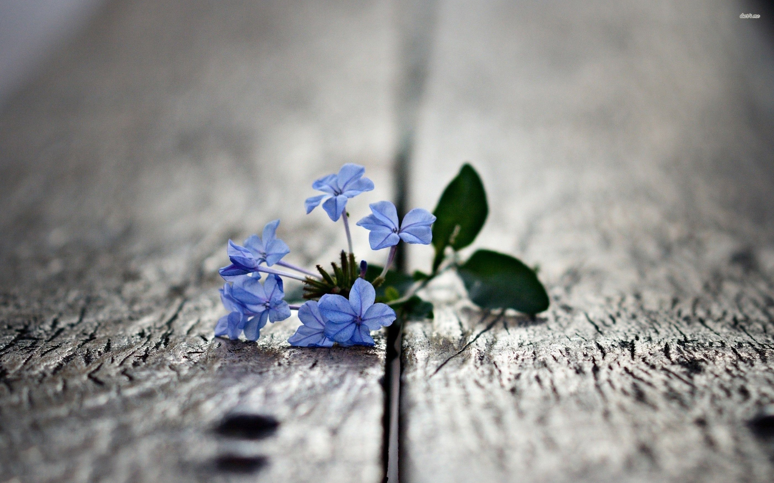 Cover Photos Blue Flowers - HD Wallpaper 