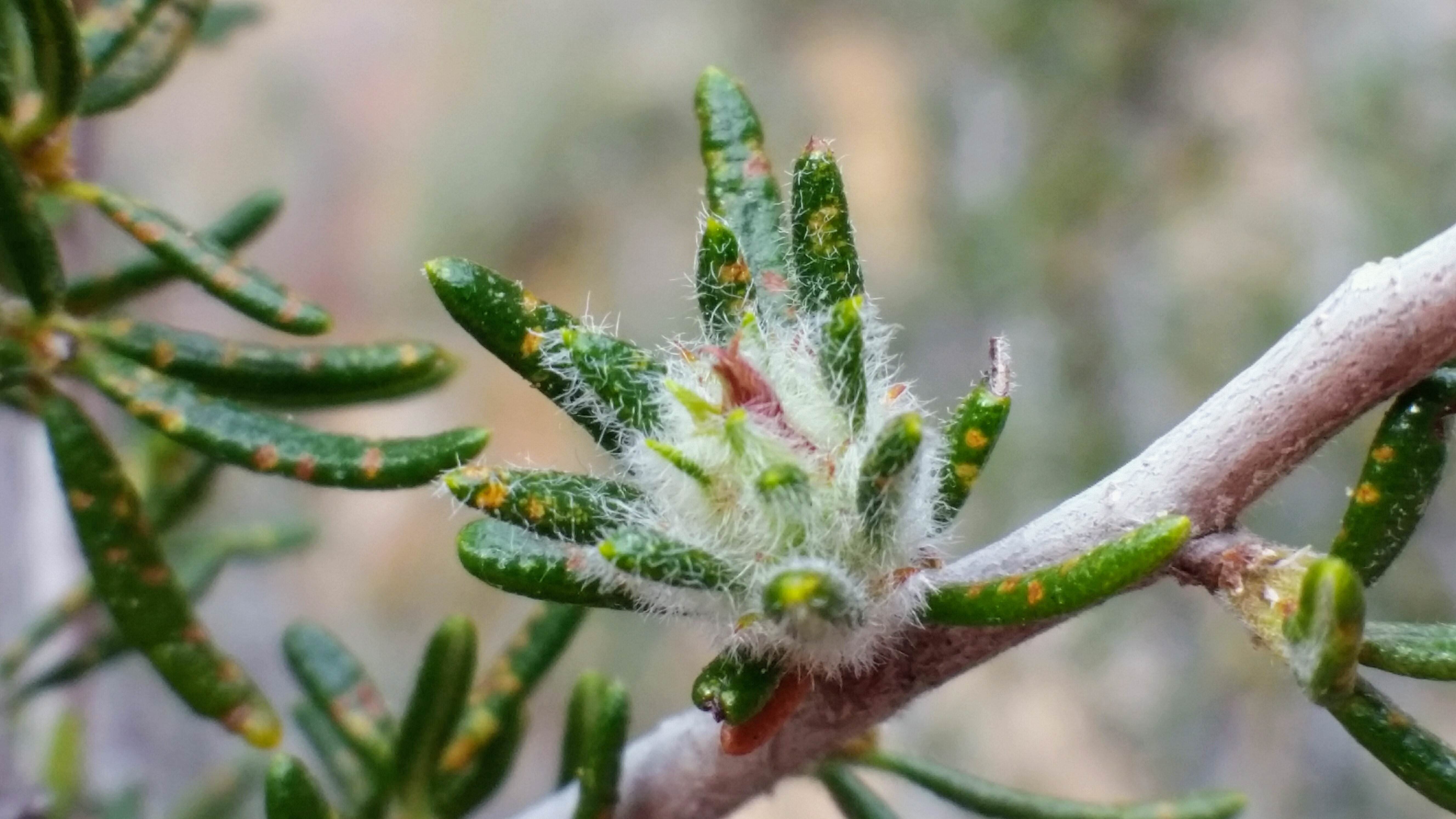 Macro Photography - HD Wallpaper 