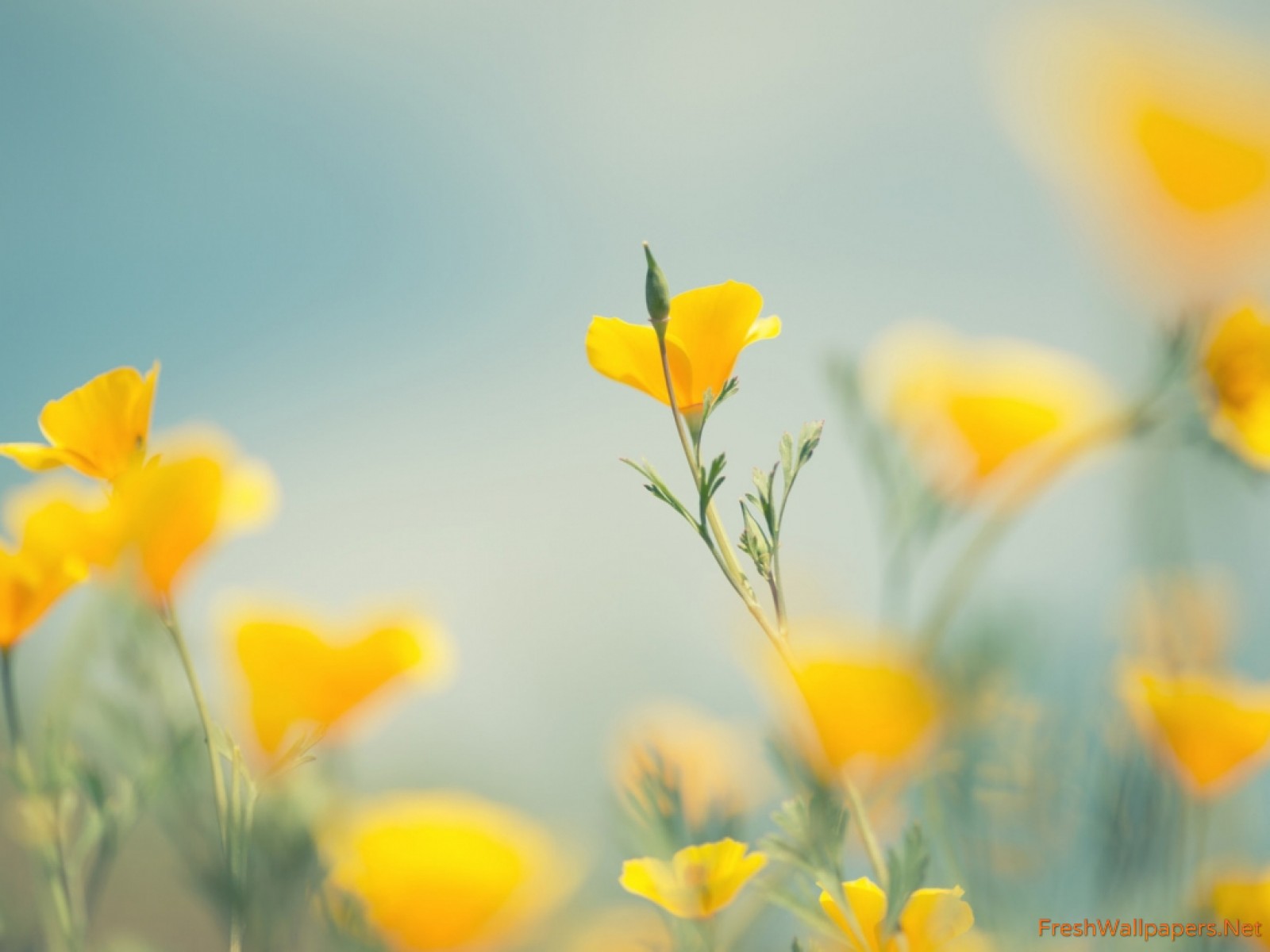 Yellow Flowers Desktop Background - HD Wallpaper 
