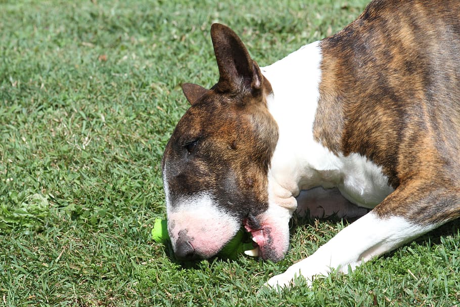 Bull Terrier, Bullterrier, English, Dog, Pet, Animal, - Chase Your Dreams Like Your Dreams Are Tennis Balls - HD Wallpaper 