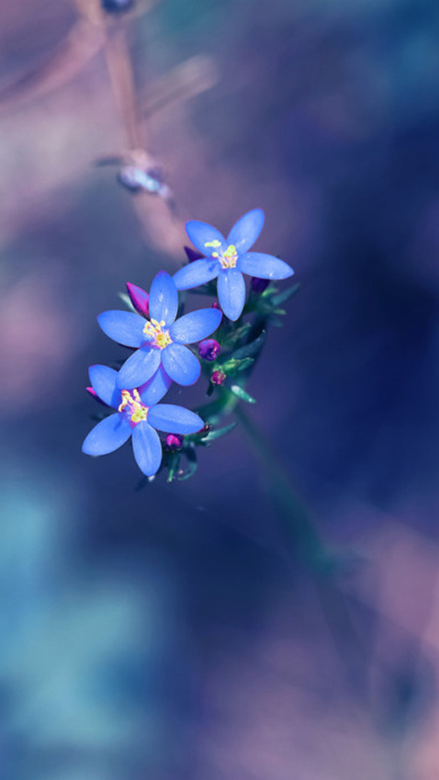 Small Fresh Blue Flowers Iphone Wallpaper - Forget Me Not Wallpaper I6 - HD Wallpaper 