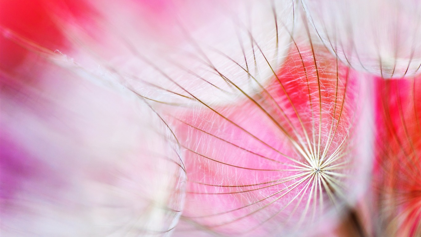 Small World-summer Flowers Wallpaper2012 - Best Flower Wallpaper In The World - HD Wallpaper 