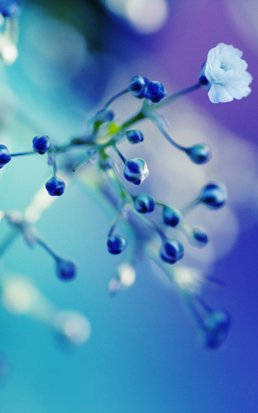 Blue Flower Wallpaper For Android - 1000x1600 Wallpaper Blue Flower Wallpaper For Android - 1000x1600 Wallpaper
