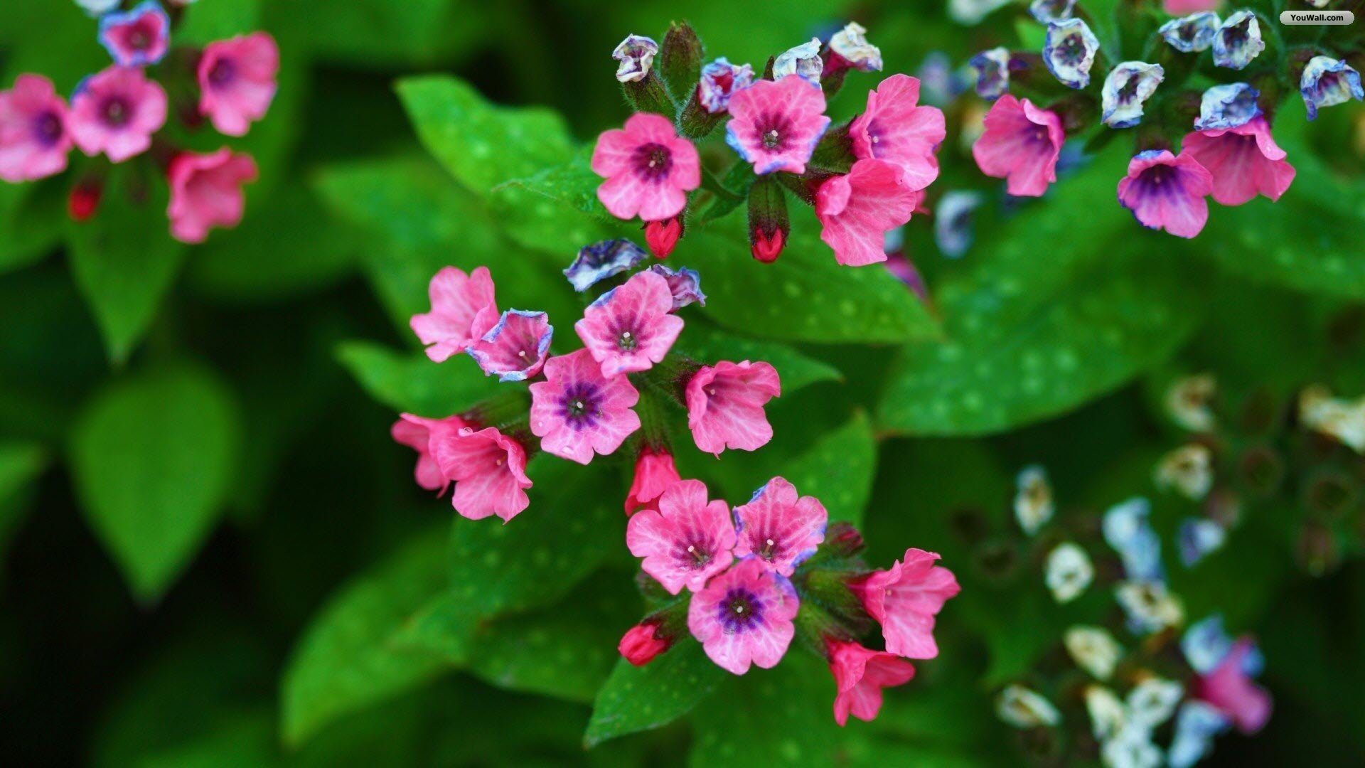 Tiny Pink Flowers Wallpaper Wallpaperwallpapersfree - Wallpaper - HD Wallpaper 