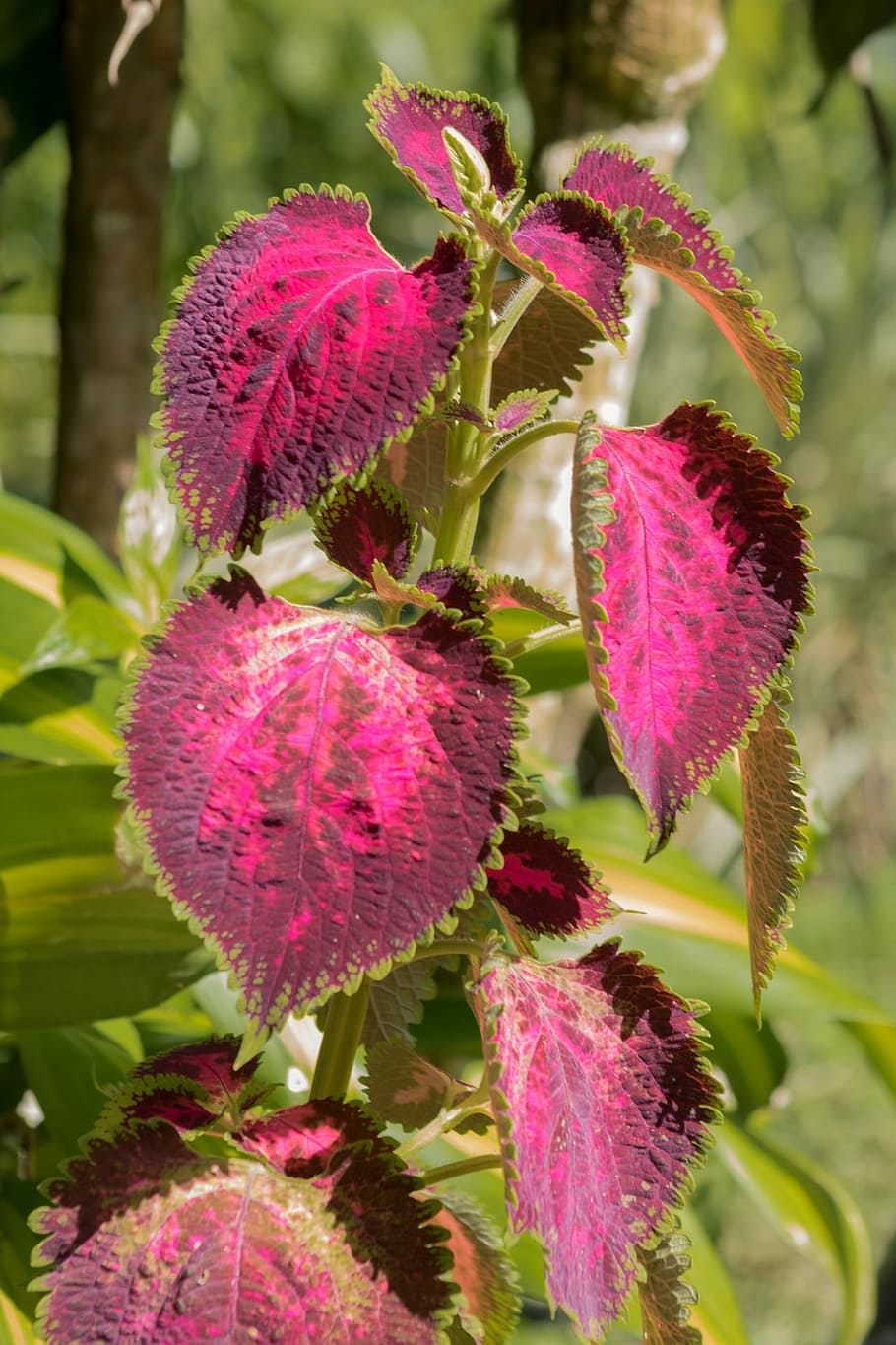 Flower, Small, Spring, Flowers, Small Flower, Florir, - Tree - HD Wallpaper 