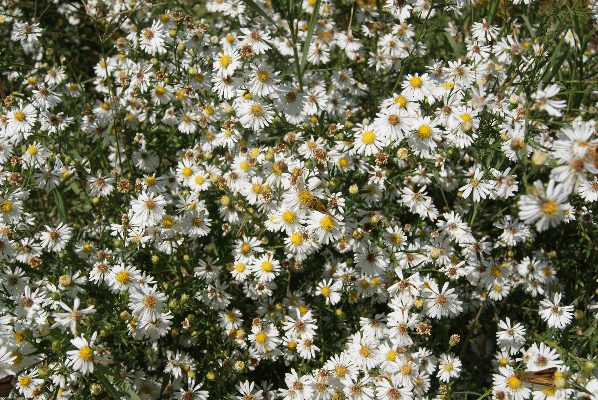 White Small Flowers Free Photo - Chamomile - HD Wallpaper 