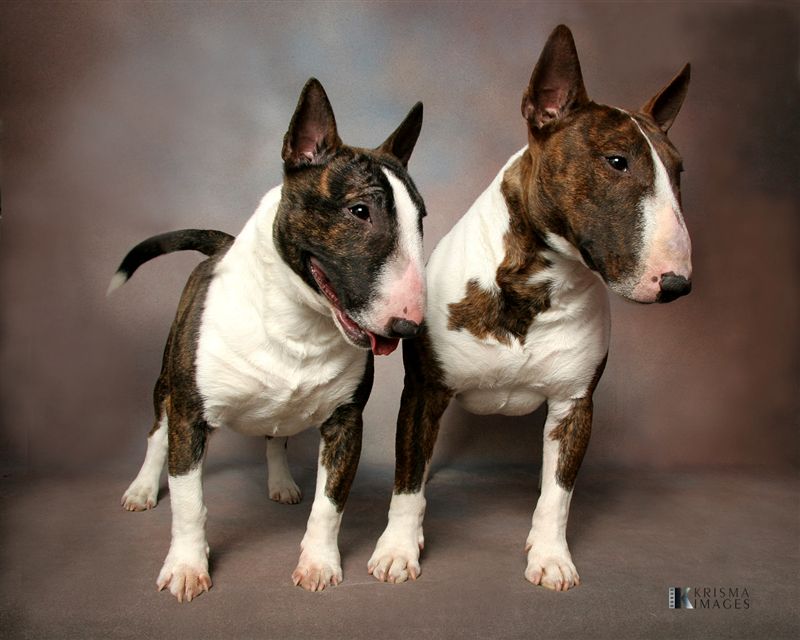 Micro English Bull Terrier - HD Wallpaper 