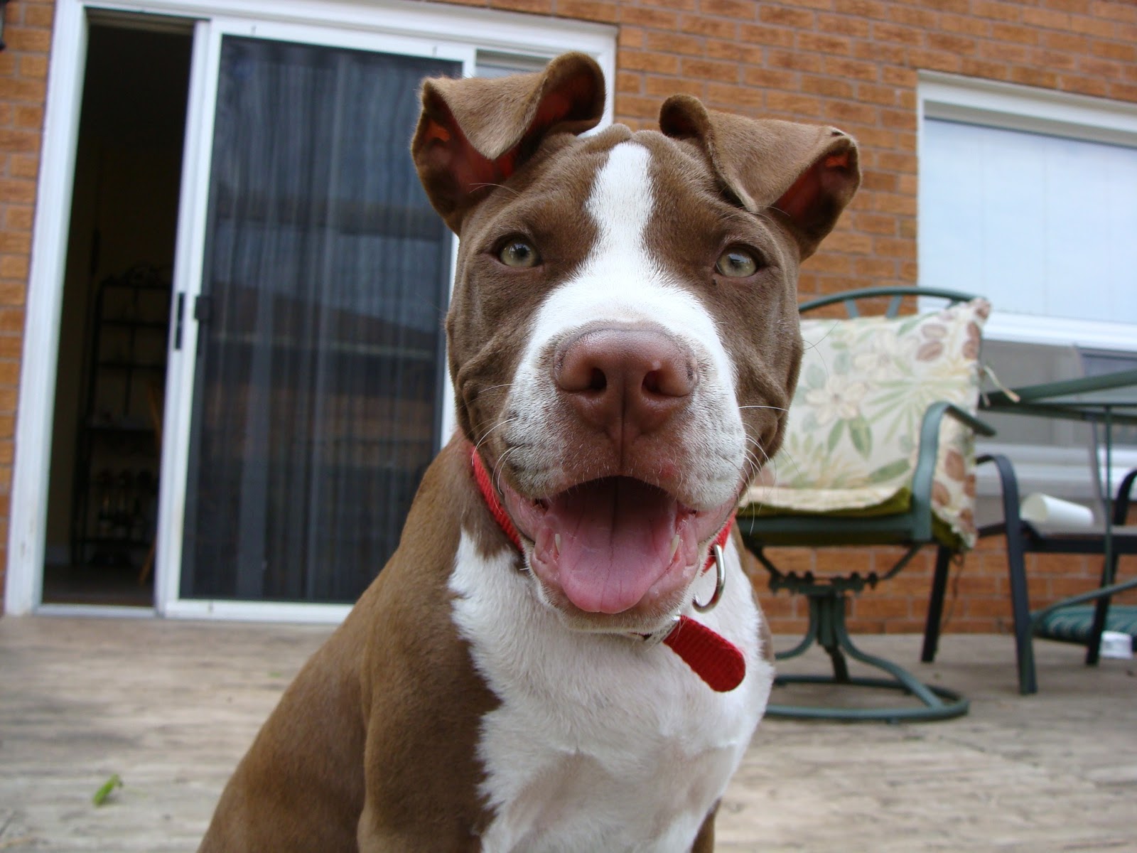 American Pit Bull Terrier Download - HD Wallpaper 