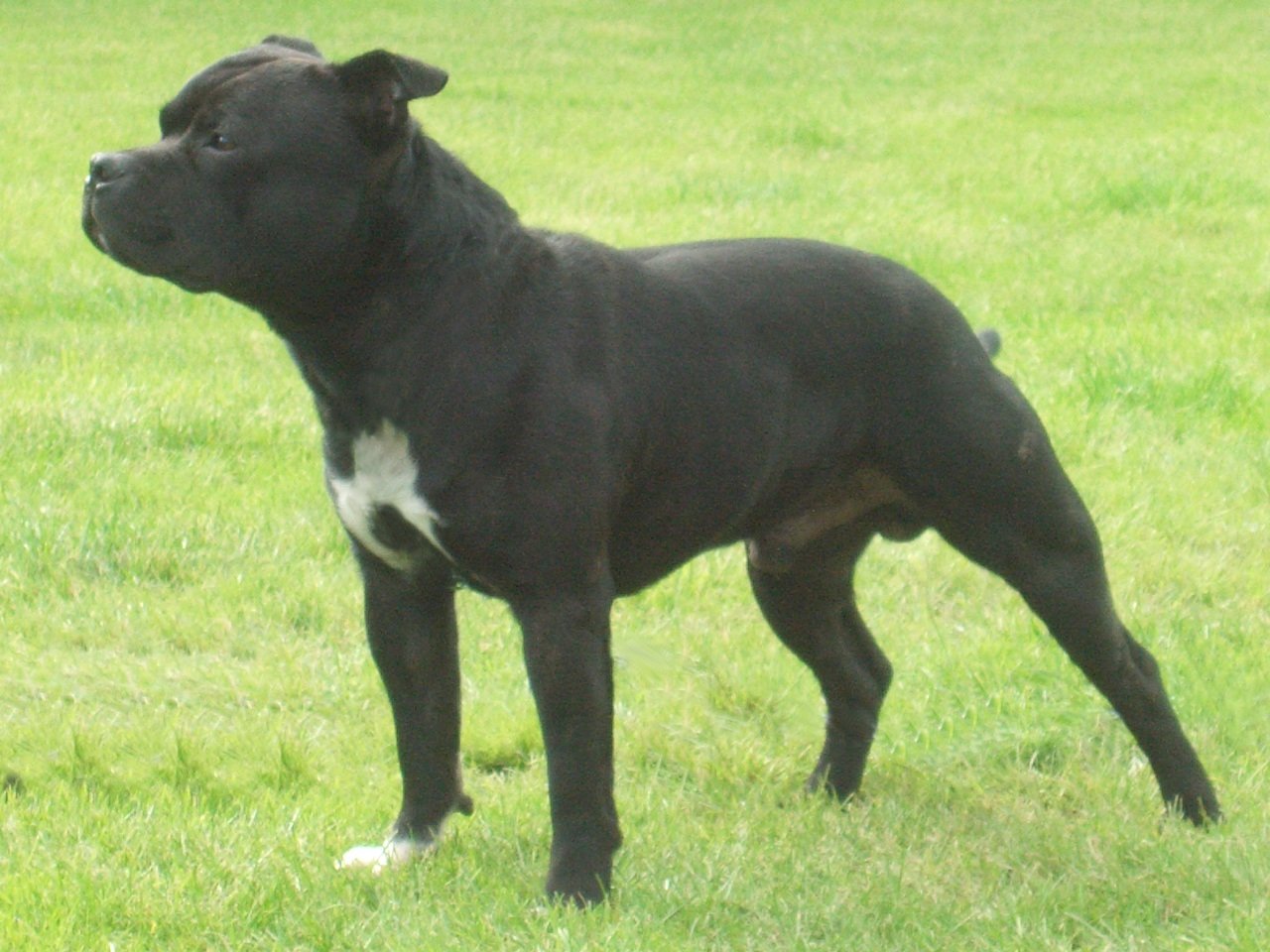 Watching Staffordshire Bull Terrier Wallpaper - Adult Staffordshire Bull Terrier - HD Wallpaper 