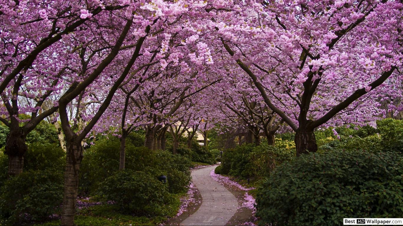 Spring Hd 1080p - HD Wallpaper 