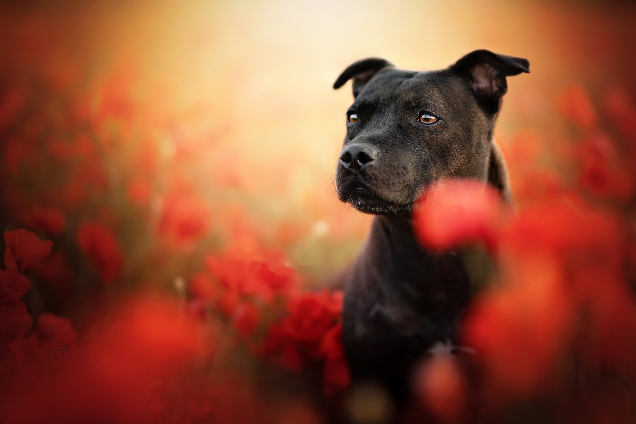 Staffordshire Bull Terrier - HD Wallpaper 