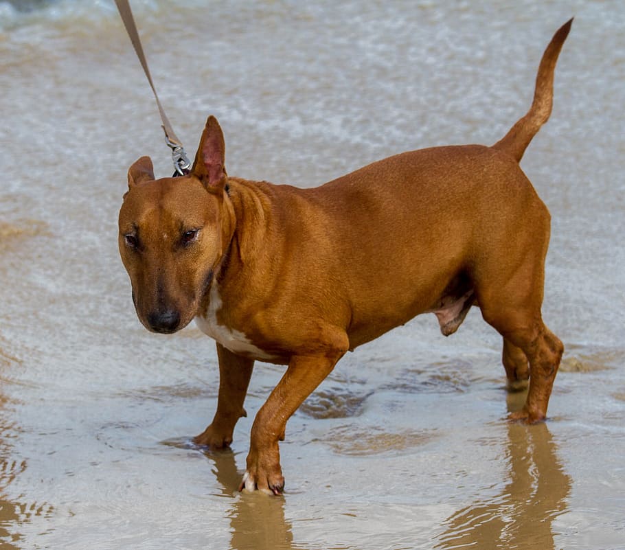 Dog, Miniature, Bull Terrier, Canine, Puppy, Grey, - HD Wallpaper 
