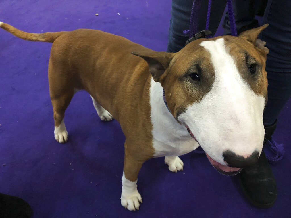 Westminster Kennel Club Dog Show - HD Wallpaper 