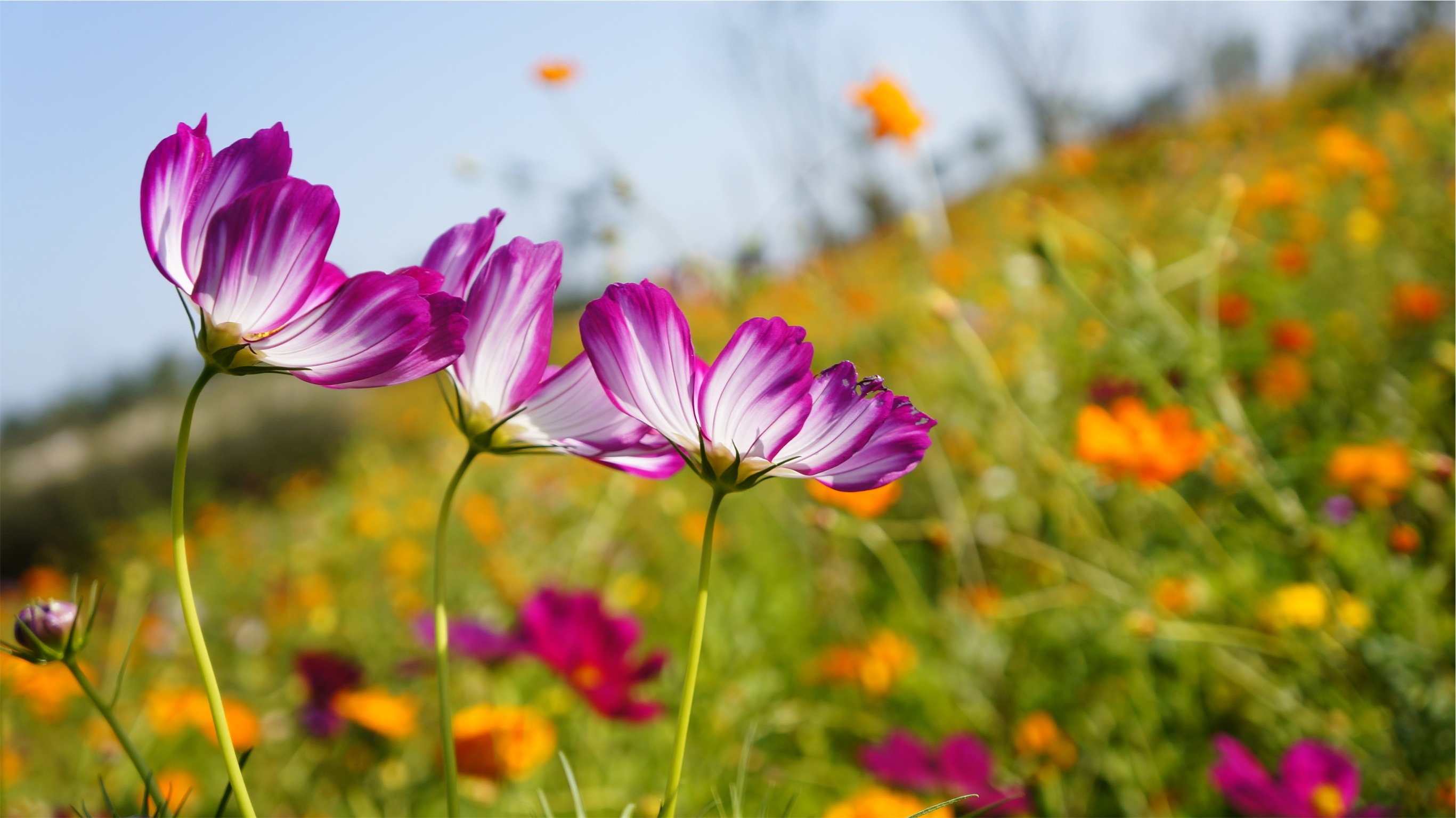 Wallpaper Kosmeya, Flowers, Meadow - Fleurs Dans La Nature - HD Wallpaper 