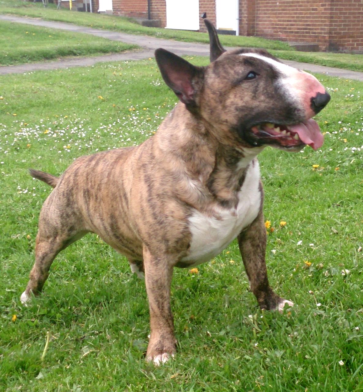 Englische Bulldogge Miniatur Bullterrier Bull Terrier - HD Wallpaper 