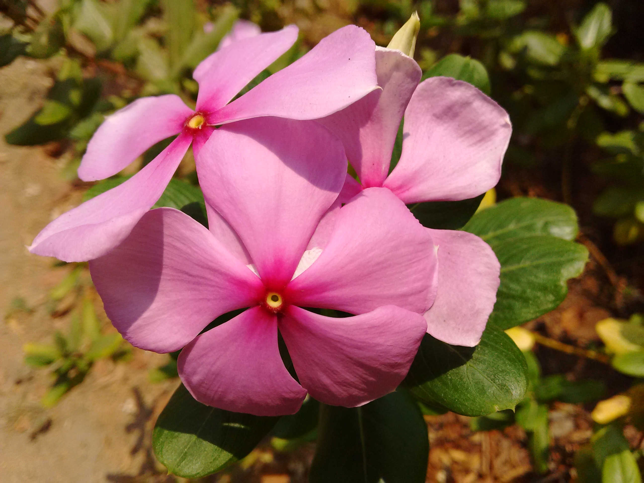 Motorola Moto E2 Sample4 Macro - Periwinkle - HD Wallpaper 