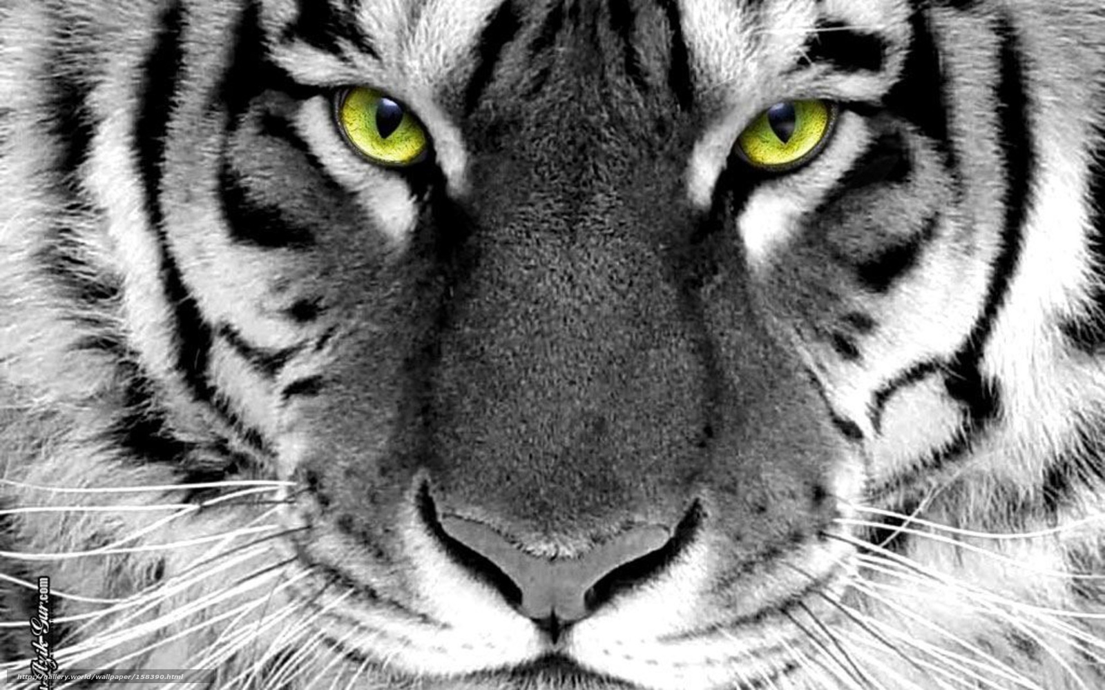 Download Wallpaper Tiger, White, Eyes Free Desktop - White Tiger Hd - HD Wallpaper 