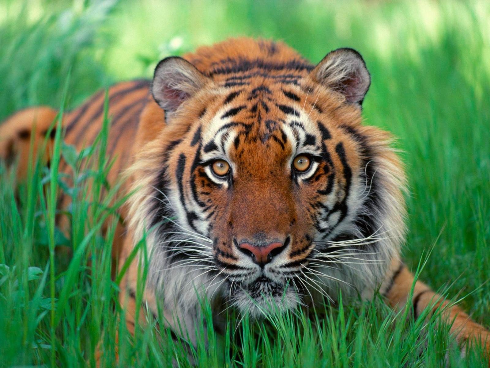 Sumatran Tiger Hd - HD Wallpaper 